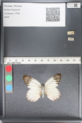 Media type: image;   Entomology 130499